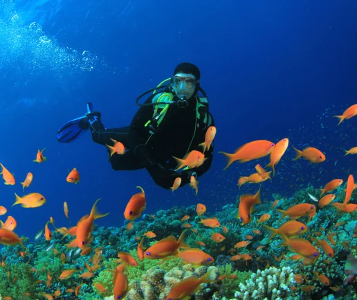 Tüplü Dalış Deneyimi - Discovery Dive